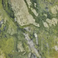 Green Tide 4